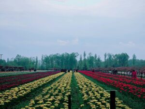 Romantic Kashmir Honeymoon